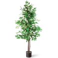 thumbnail image 1 of Ficus de 5 Pieds, 1 of 1