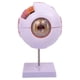 thumbnail image 3 of Modelo anatómico del ojo humano 4D desmontado identificar funciones del globo ocular modelo profesional de visualización del globo ocular para, 3 of 9