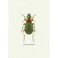 thumbnail image 2 of GraphINC 18x24 Black Ornate Wood Framed with Double Matting Museum Art Print Titled - Beetle Green, 2 of 4