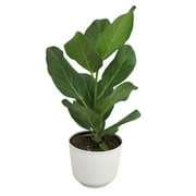 Element Ficus Audrey House Plant in 6" White Decor Pot (Approx 15" Tall) Live Plant