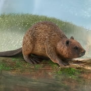 مجموعة CollectA Wildlife Collection Miniature Figure Woodlands Beaver
