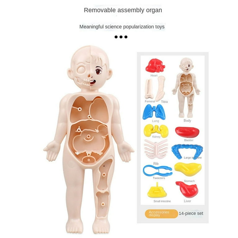 Human body toy for 5 year olds deals