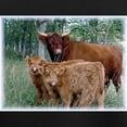 thumbnail image 3 of CafePress - Two Highland Calves With Mama Cow Women's Dark Paj - Women's Short Sleeve Print T-Shirt and Pants Dark Cotton Pajama Set, 3 of 7