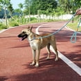 thumbnail image 3 of Correa para perros Cuerda para mascotas Entrenamiento fuerte Tráfico Correa para caminar para cachorros, 3 of 5