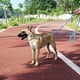thumbnail image 3 of perro correa correa durable mascota fuerte entrenamiento transporte caminar plomo correa cachorros MFZFUKR CPB-US-DYP294-9, 3 of 5