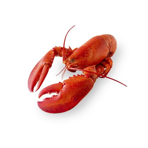 Nobrand Live Lobster 2 3 Lb Walmart Com Walmart Com [ 500 x 500 Pixel ]