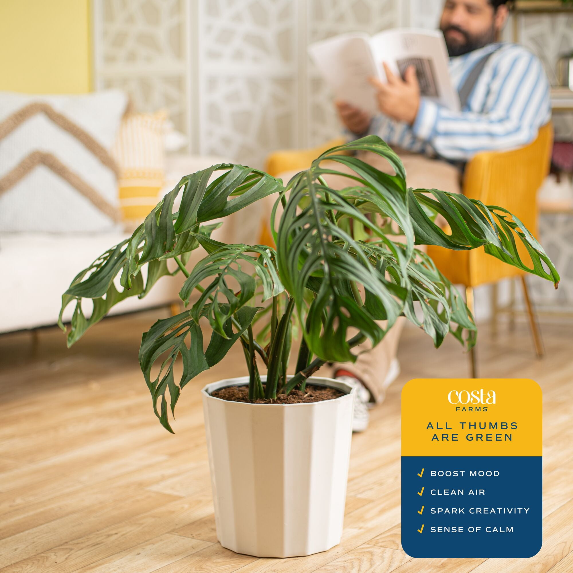 Costa Farms 30" Monstera Esqueleto Live House Plants in 10" Décor Pot
