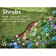 Expert Gardener Buddleia 3 Pot