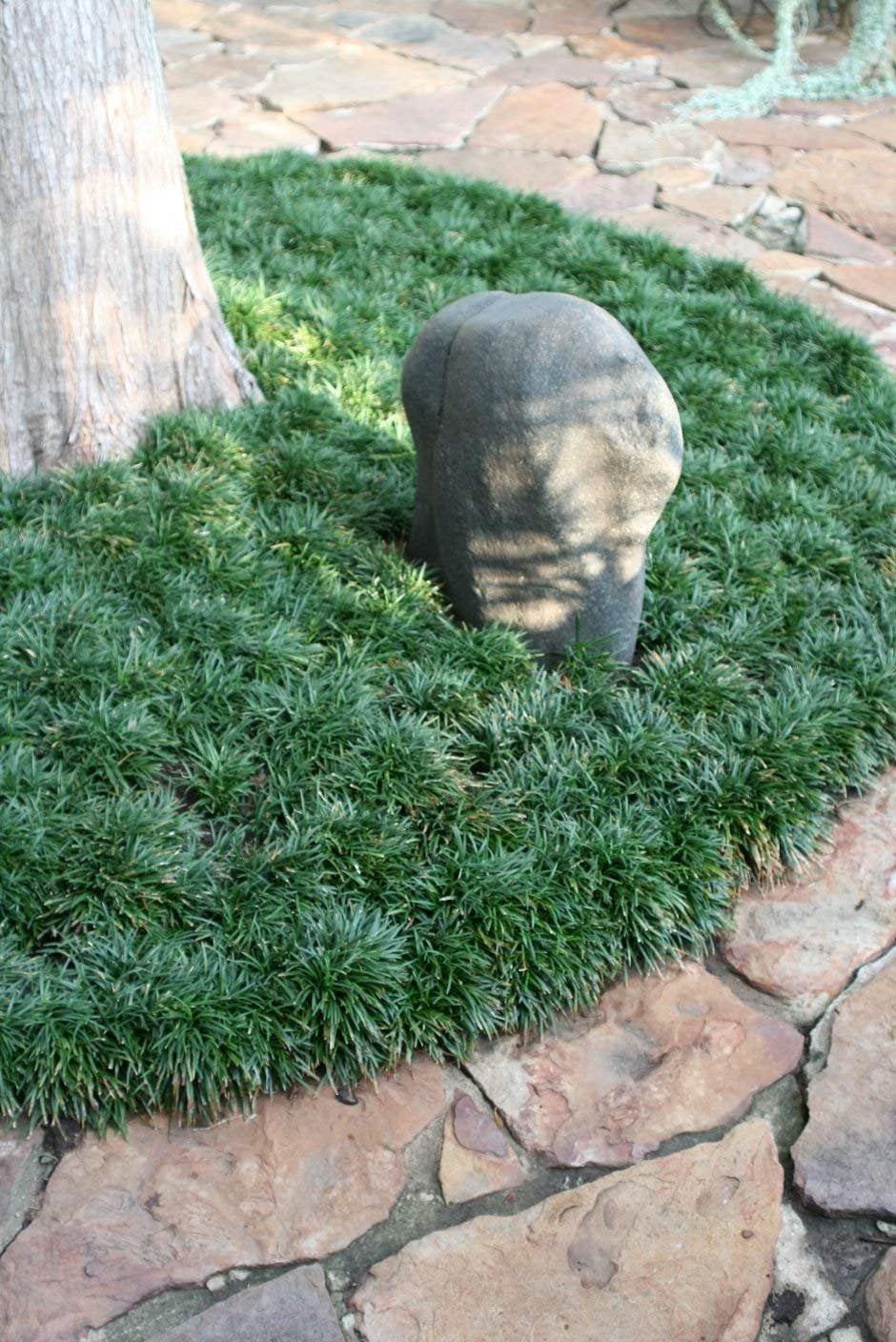 Dwarf Mondo Grass  72 Live Plants  Ophiopogon Japonicus Nanus  Shade Loving Evergreen Ground Cover