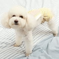 thumbnail image 3 of Diaper Dog Couche pour Chien Réutilisable à Rayures Créatives Mode pour Animal Culotte Hygiénique, 3 of 10