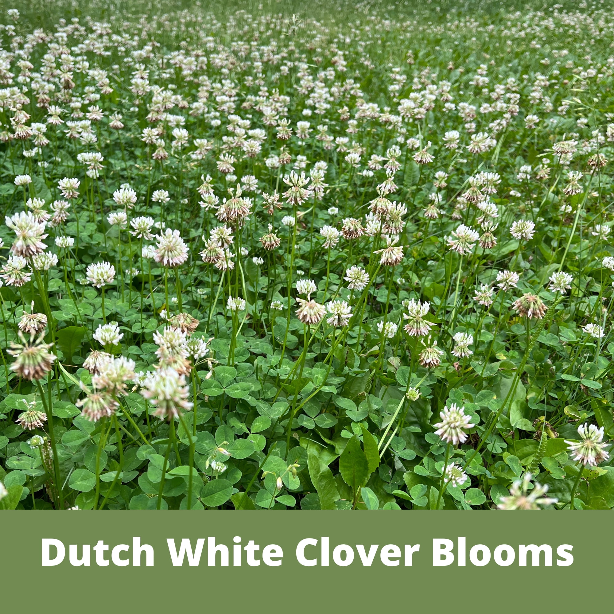 Flawn Seed Kits Thick Bee Lawn Kit, 500 Sqft, Perennial Dutch White Clover, Self-Heal, Fescue Grass, Shaker
