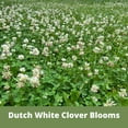 thumbnail image 6 of Flawn Seed Kits Thick Bee Lawn Kit, 500 sq ft, Perennial Dutch White Clover, Self-Heal, Fescue Grass, Shaker, 6 of 10