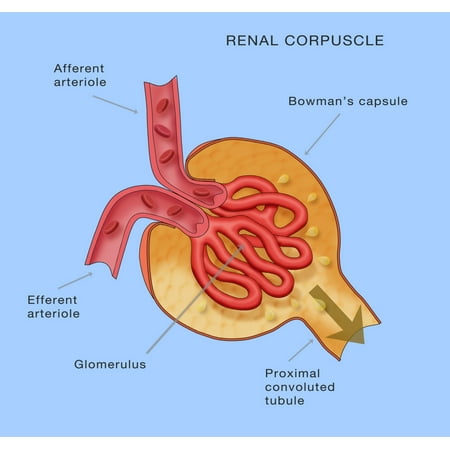 glomerulus corpuscle renal