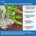 thumbnail image 3 of Natural Organic Sea Shell Mulch for Gardens and Landscaping – Decorative and Nutrient-Rich, 0.5–3-Inch Shells, Perfect for Indoor and Outdoor Use (0.3 CF - 8 L - 9 QTS), 3 of 8