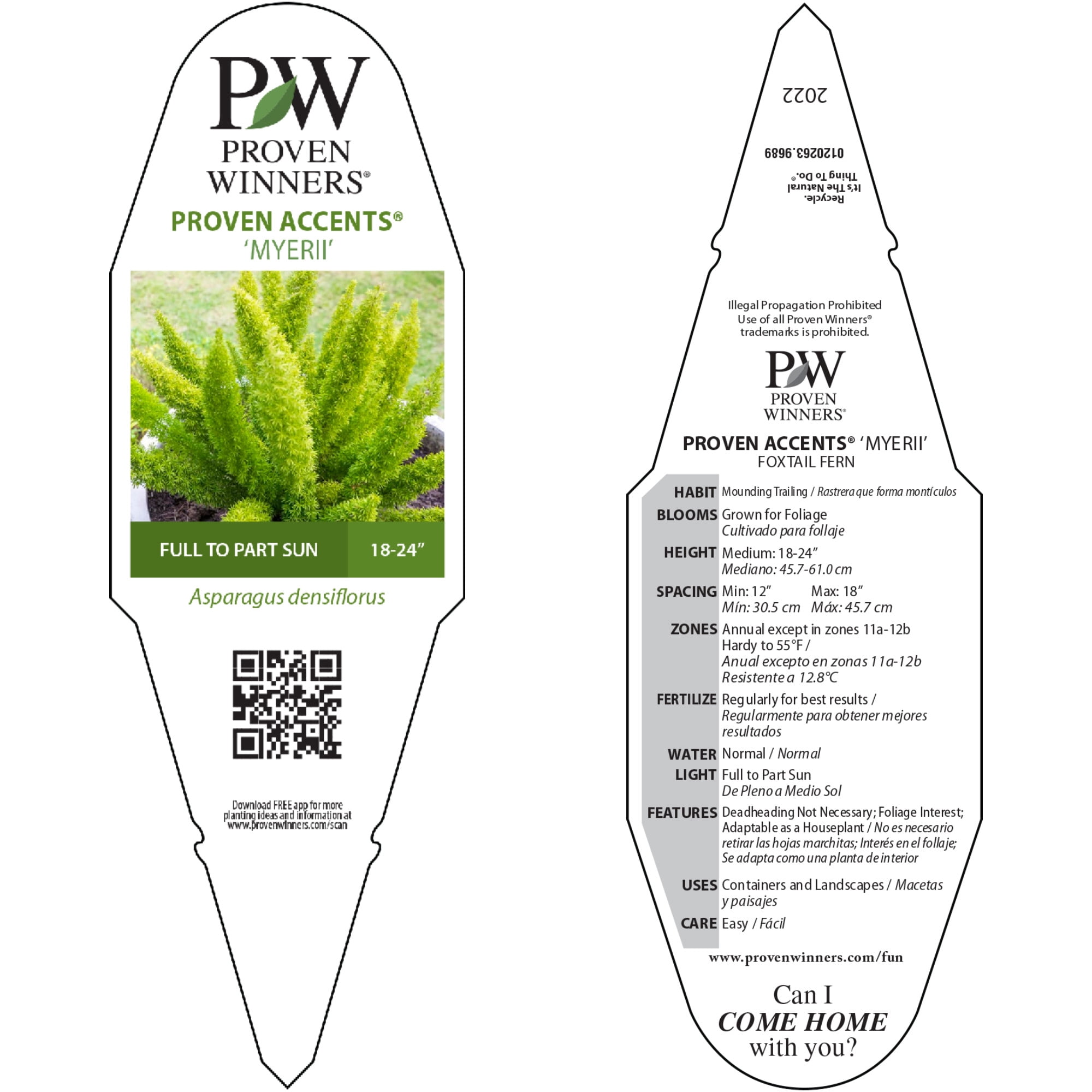 Proven Winners 5" Myersii Foxtail Fern Live Plant in 4.5" Pot (4 Count)