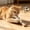 Brown A, variant on AuroraX Silvervine Cat Chew Wand Natural Sisal Rope Cat Wand Durable Non-Toxic Teeth Cleaning Long Lasting Interactive Cat Toy for Boredom Relief Brown