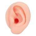 thumbnail image 3 of Silicone Ear Model, Human Skin Simulation Practice Ear Model, Long Ear Canal Reusable Soft Silicone Flexible Model for Jewelry Display, Earring Studs, Teaching, 3 of 8