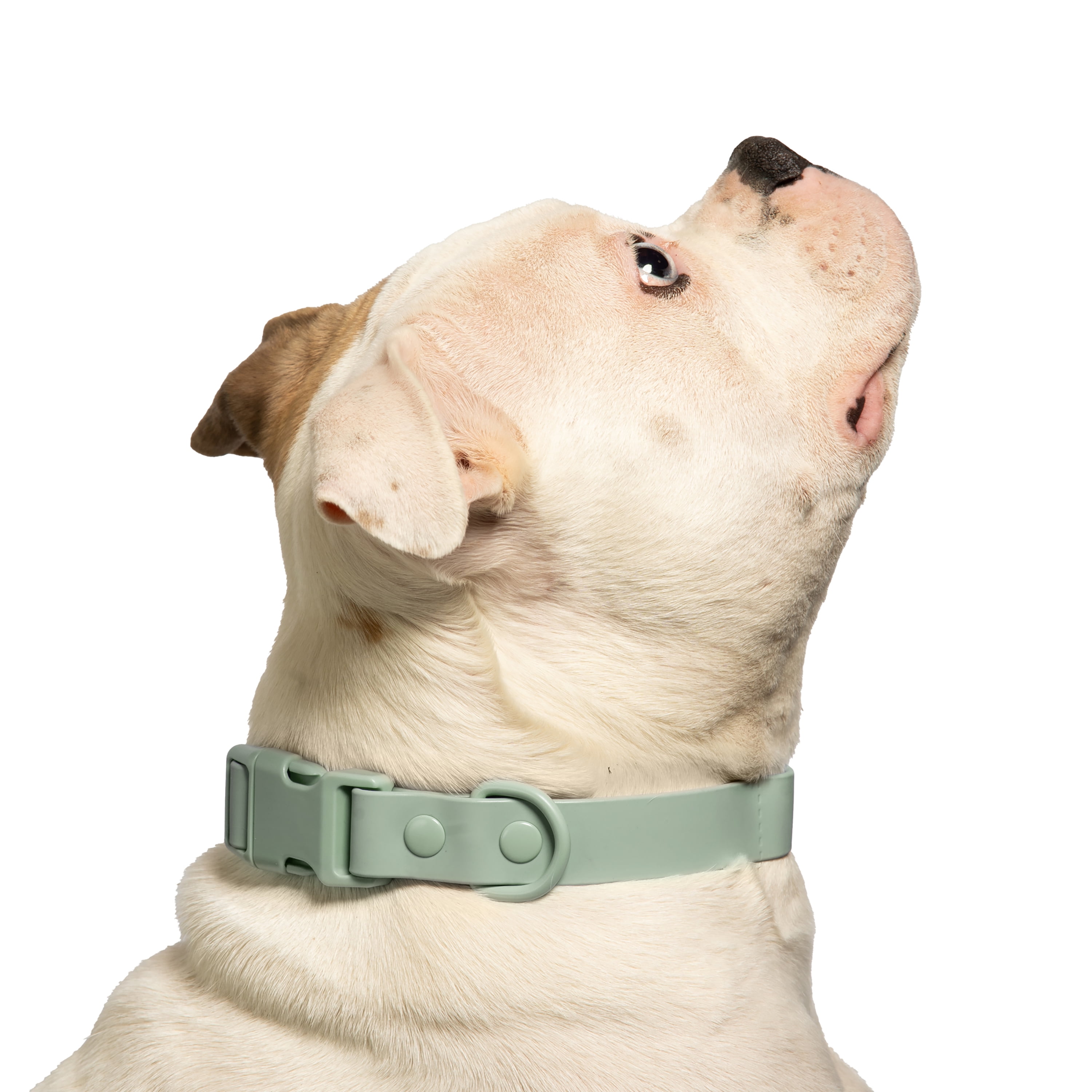 Vibrant Life Water Resistant Adjustable Dog Collar, Sage Green, M