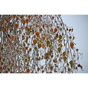Peel-n-Stick Poster of Snow Frost Frozen Eiskristalle Birch Hoarfrost Poster 24x16 Adhesive Decal