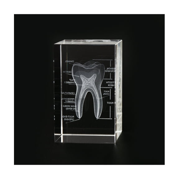 Eztrain 3D Human Tooth Crystal Model, Laser Etched Anatomical Model for Home and Office Decoration, Dentists Gifts