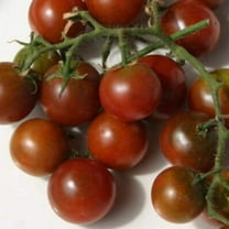 25 Brown Berry Tomato Seeds