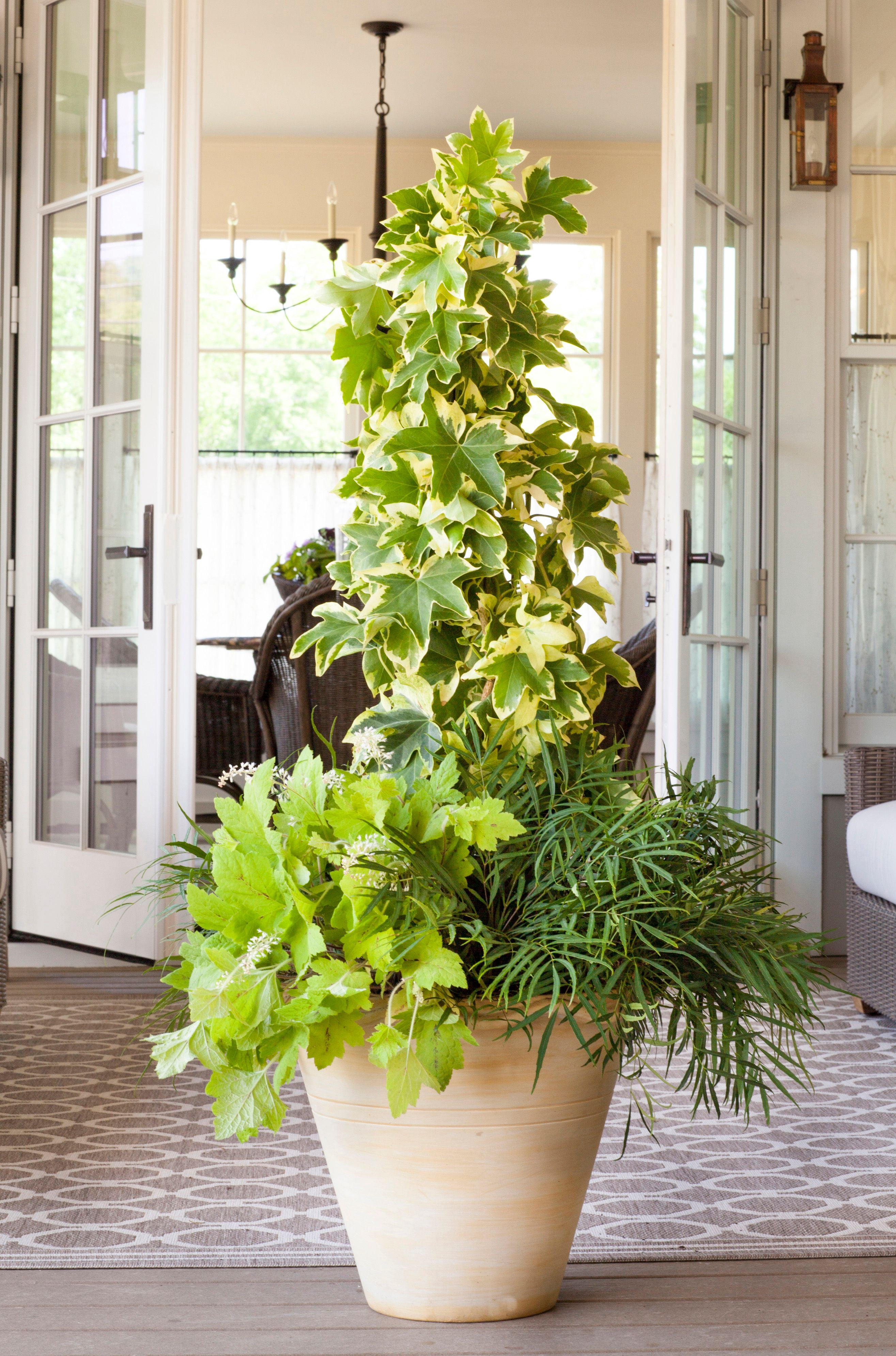 Southern Living Angyo Star Fatshedera (Hybrid of Fatsia japonica and English Ivy) - 3 Gallon