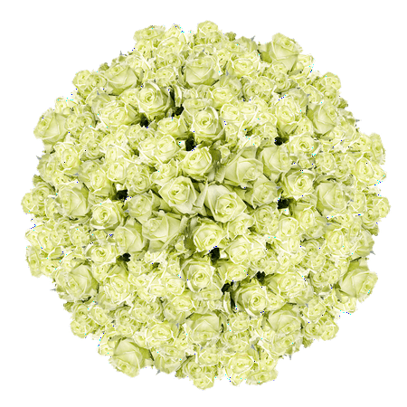 1000 Stems of Solid Green Color Roses- Beautiful Fresh Cut Flowers- Express Delivery