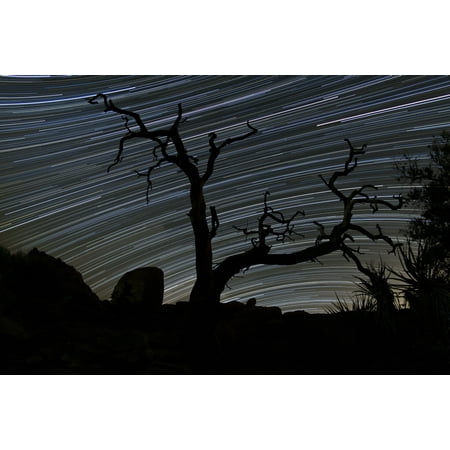 Pinyon Pine Trees (A dead Pinyon pine tree and star trails in the pine city area of Joshua Tree National Park California Poster)