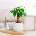 thumbnail image 7 of mdesiwst Self Watering Flowerpot with Transparent Bottle And Water Level View Self-Absorbing Cotton Rope Planter Double-Layer Flower Pot for Indoor Plants And Money Trees, 7 of 7