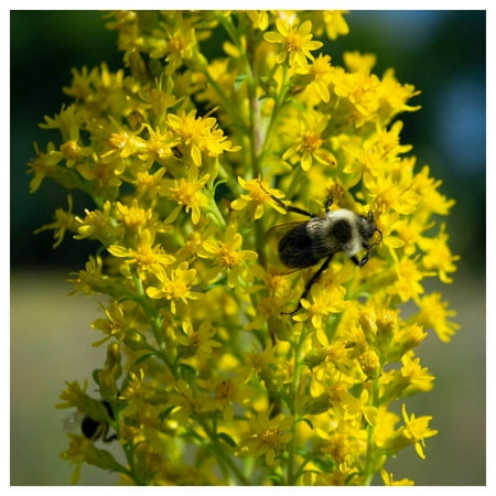 Everwilde Farms - 1/4 lb Showy Goldenrod Native Wildflower Seeds - Gold Vault Bulk Seed Packet