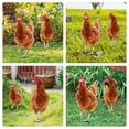 thumbnail image 3 of ADDHAT 2Ud Stakes De Gallina Para Jardín De Acrílico Marrón Con Para, 3 of 7