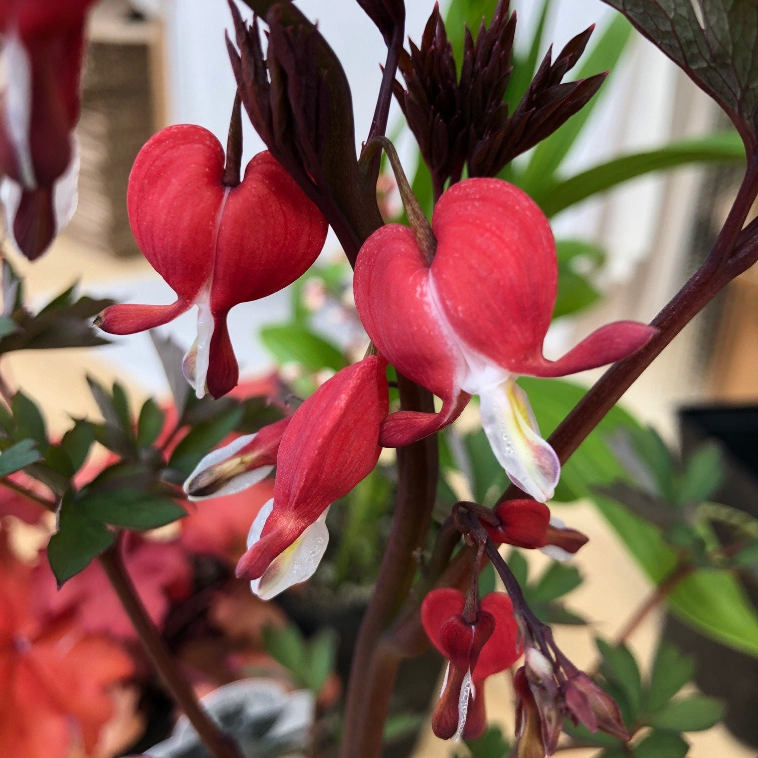 Better Homes & Gardens 2.5 Quart Multicolor Dicentra Bleeding Heart Perennial Live Plants