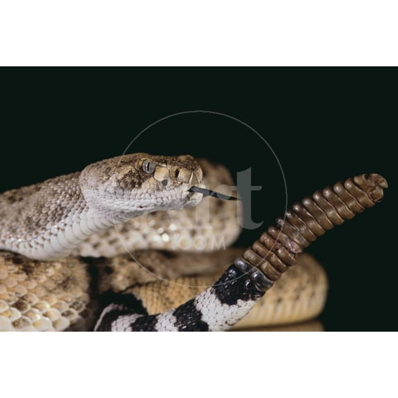 Western Diamondback Rattlesnake, Animals Unframed Photographic Print Wall Art by DLILLC Sold by Art.Com
