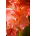 thumbnail image 2 of Hausenflock, Alan 23x32 White Modern Wood Framed Museum Art Print Titled - Bella Rosa I, 2 of 4