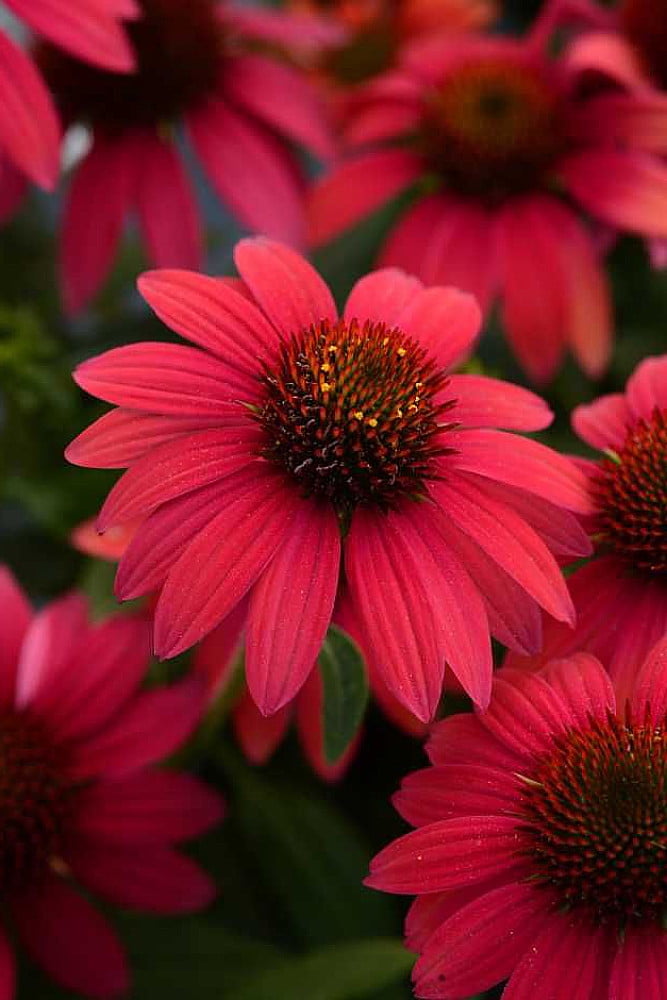 Sombrero® Baja Burgundy Coneflower Perennial Echinacea Gallon Pot