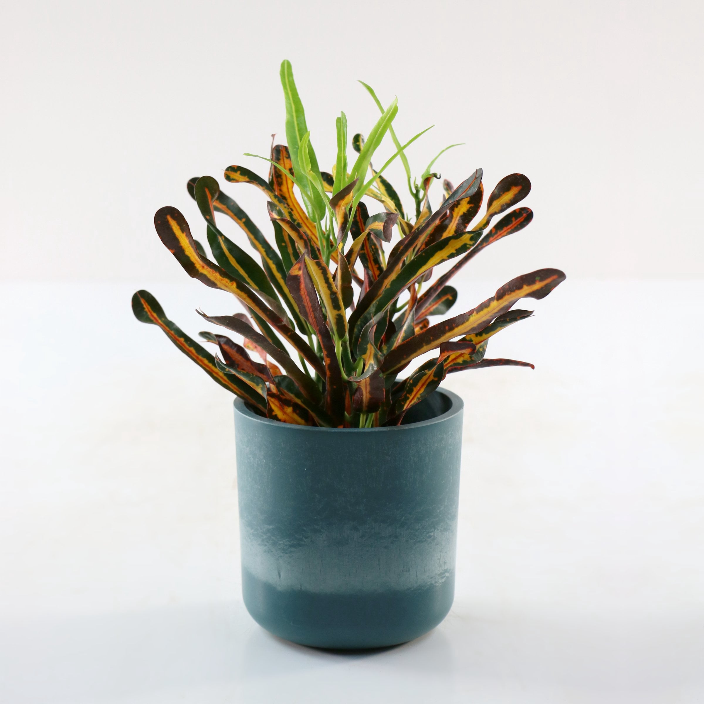 4 in. Croton Red Banana Plant in Grower Container (3-Pack)