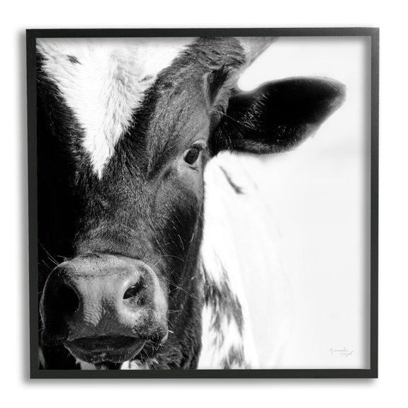 Stupell Industries Rural Farm Cow Stunning Up Close Photography Photograph Black Framed Art Print Wall Art, Design by Jennifer Pugh