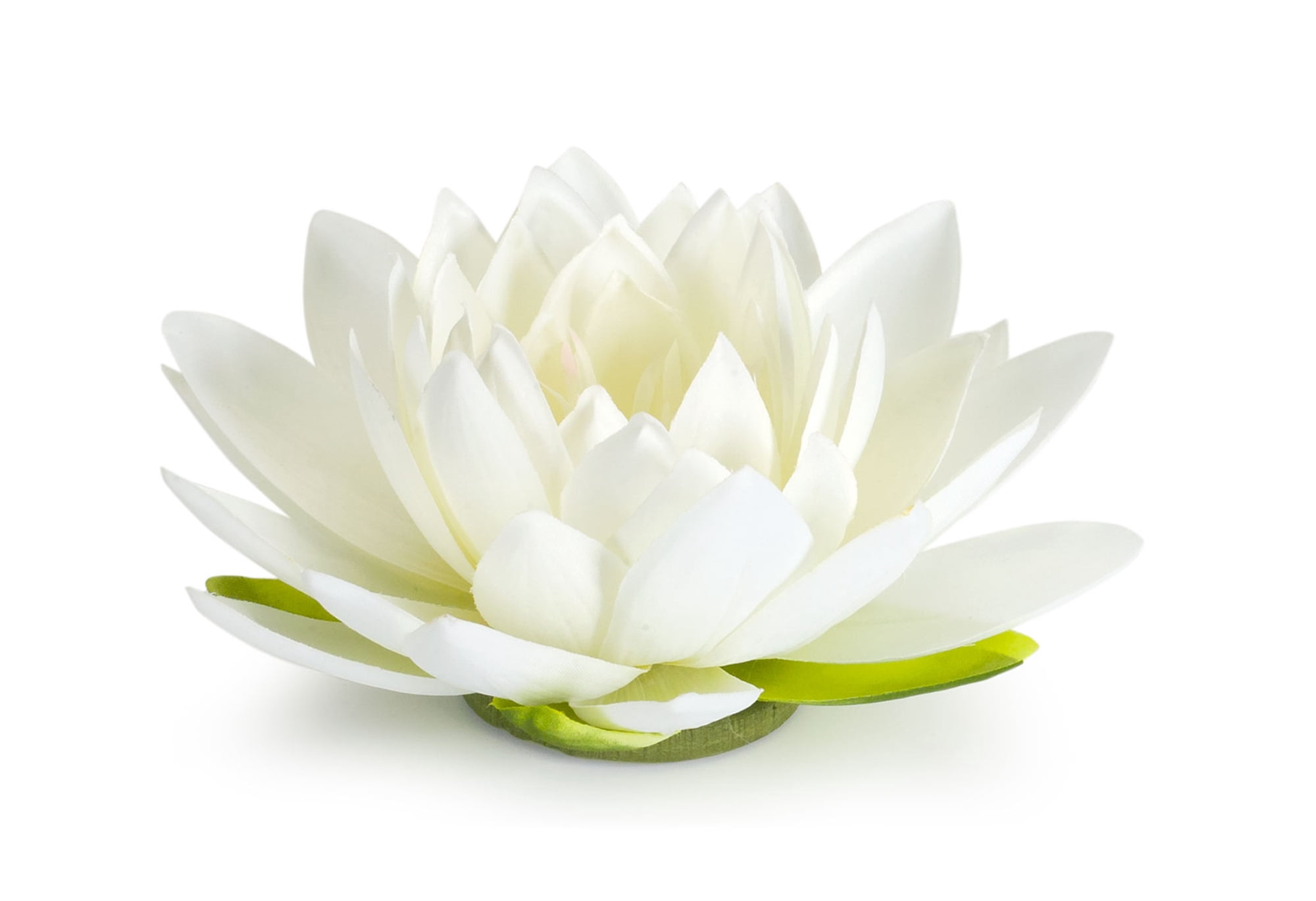 Floating lotus лилейник