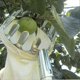 thumbnail image 1 of [16cm Diameter] Yeoman Metal Fruit Picker Telescopic Orchard Gardening Large Tree Picking Tool 1 Piece, Silver, 1 of 4
