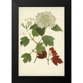 thumbnail image 2 of Vision Studio 13x18 Black Modern Framed Museum Art Print Titled - Flowering Viburnum I, 2 of 5
