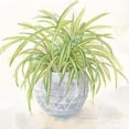 thumbnail image 3 of Coulter, Cynthia 12x12 Black Modern Framed Museum Art Print Titled - Houseplant II-Spider Plant, 3 of 5