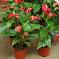 thumbnail image 2 of ⭐ GARDENERA Anthurium Soil - Ideal Formula for Healthy and Vibrant Anthurium Growth - 3 QUARTS, 2 of 3