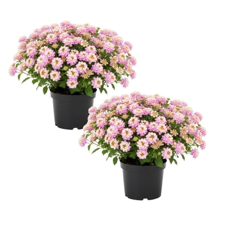 Set 2 Pink to Yellow Lantana Live Plant 4-6 Inches Tall, Pink Lantana Plant Live, Trailing Lantanas Plants, Fragrant Flowers Seedlings, Perennial Flowers Plants for Your Garden