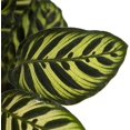 thumbnail image 4 of American Plant Exchange Makoyana Calathea Prayer Plant, Live Tropical Plant, 4-Inch Pot, Purple & Green Foliage Houseplant, 4 of 5
