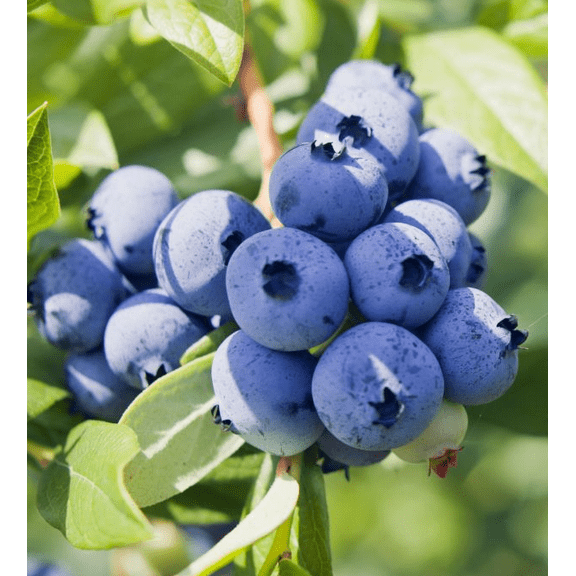Top Hat Blueberry Plant Live for Planting, Sweet Blueberry Bush Plant Blueberries Plant for The Patio and Garden 4 to 6 Inch Tall