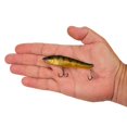 thumbnail image 4 of Berkley Ripfish, 9, Perch, 4 of 5