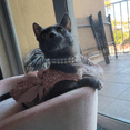 thumbnail image 5 of Dog Cat Cute Fashion PU Leather Pearl Collar with Crystal Rhinestone Diamond Decor Pet, 5 of 5
