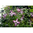 thumbnail image 2 of Minuet Clematis - Free Flowering - 2.5" Pot, 2 of 2
