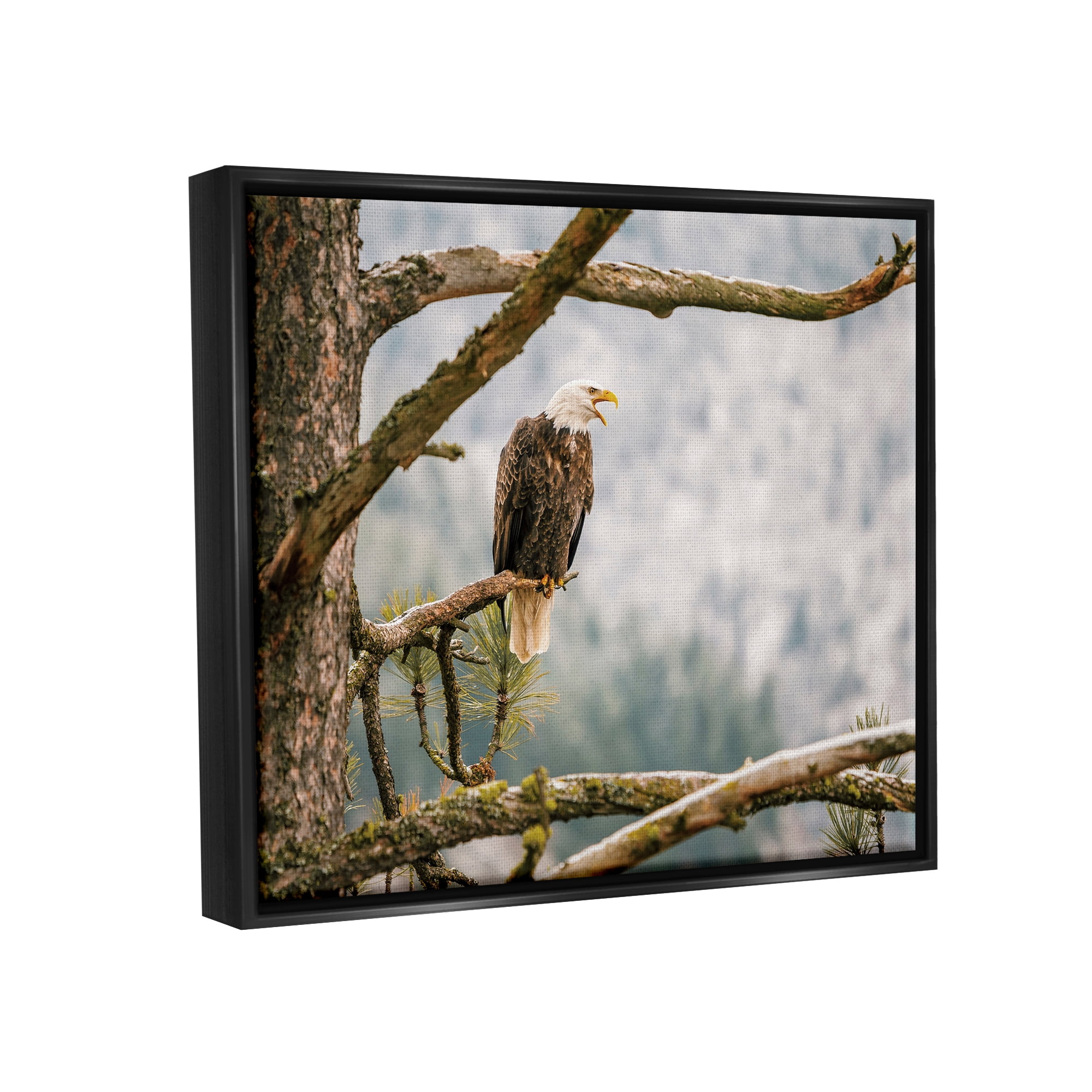 Stupell Eagle Perched Forest Tree Branches Animals & Insects Photography Black Floater Framed Art Print Wall Art
