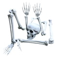 thumbnail image 2 of Halloween Skeleton Prop Human Full Size Skull Hand Garden Model Decor, 2 of 5